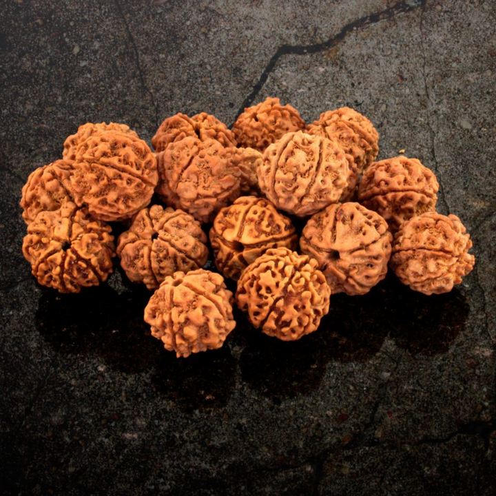 Braccialetto Himalayan Rudraksha Shine