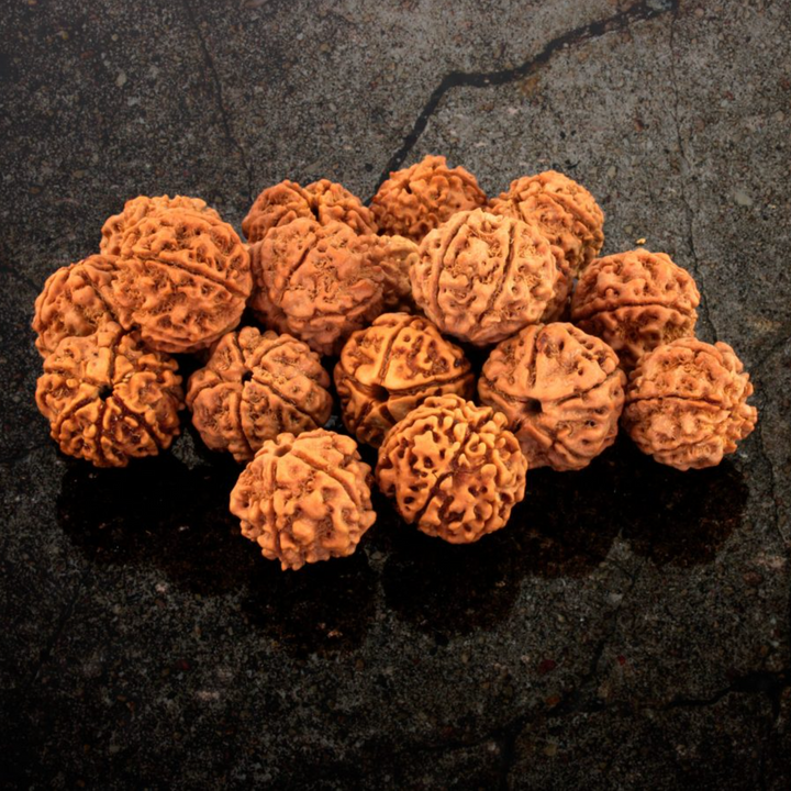 Himalayan Rudraksha Shine - Armband