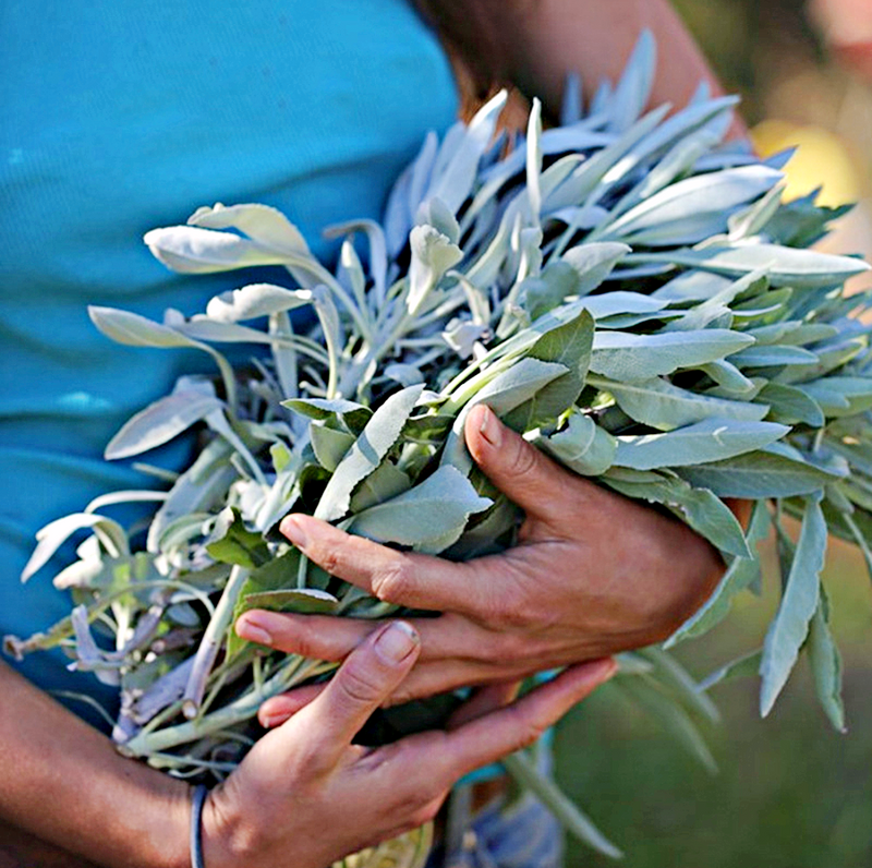 Weißer Salbei 3er Set - LAMIVA.de
